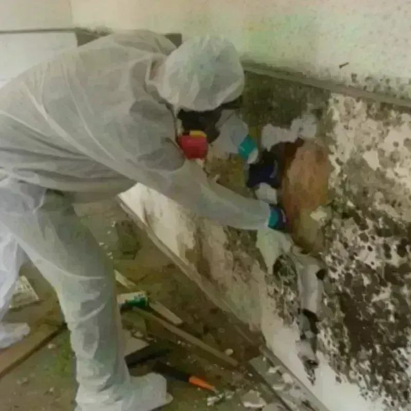 Mold Remediation and Removal in Mount Airy, NC